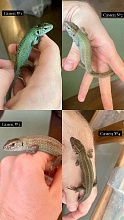 Дагестанская прыткая ящерица, или ящерица Бёме (Lacerta agilis boemica)