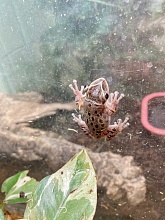 Шлемоголовая квакша (Triprion petasatus)